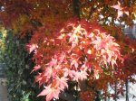 Acer palmatum 1 (Small).JPG
