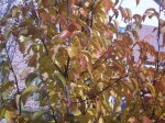 Pyrus calleriana chanticleer 1 (Small).JPG