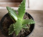 faucaria 2006-10-14.JPG