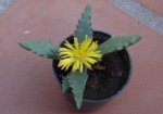 faucaria 2007-03-24 2.JPG