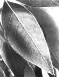 hoja del Ombú.jpg
