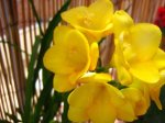 Fresia en flor amarilla3.JPG