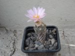 cactus1eb0.jpg