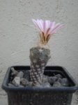 cactusvx5.jpg