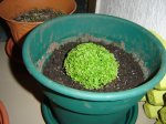 Plantita.jpg