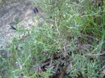 lavanda.jpg