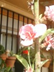 Reajustado_Flor del nectariono.jpg