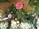Reajustado_Flores.jpg