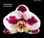 Phalaenopsis%20Yu%20Pin%20Pearl22[1].jpg
