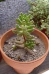 Sedum rubrotinctum 2006-10-16.JPG