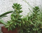 Sedum rubrotinctum 2007-03-31.JPG
