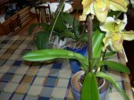 DSCN0911.JPG