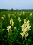 Linaria_vulgaris.jpg