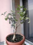 Dscn1311.jpg