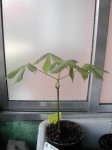 Dscn1310.jpg