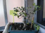Dscn1290.jpg