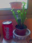sarracenia.jpg