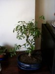 PICT0007.JPG