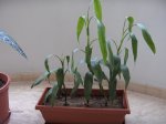 Plantas 004.jpg