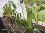 Plantas 005.jpg