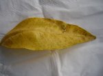 hoja de naranjo enfermo.jpg