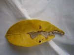 hoja de naranjo enfermo3.jpg