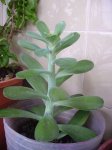 IMG_0312reducida.jpg
