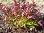 macro-Leucothoe-Scarletta-1.jpg