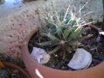1 Leuchtenbergia principis.JPG