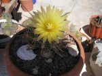 1 Leuchtenbergia principis florida.JPG