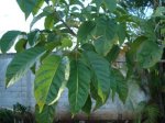 Arbol hojas.JPG