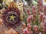 2 Stapelia variegata con flor.jpg