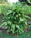 plantaaa.JPG