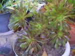 18 Aeonium arboreum v.atropupureum.JPG