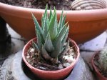 141 Haworthia glauca.JPG