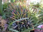 22 HAWORTIA FASCIATA .JPG