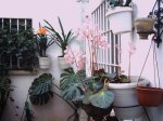 begonia hule.jpg