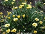 gazania_.jpg