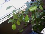 PICT0029.JPG