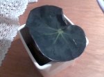 Hoja de Hule.jpg