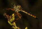 Asilidae_3212.jpg