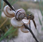 Asilidae_1010325.jpg