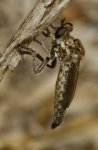 Asilidae_3146.jpg