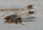 Mosca_3170.jpg