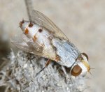 Mosca_3054.jpg
