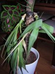 plantas en pequeño.JPG