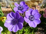 ANEMONE 3.JPG
