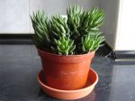 Haworthia-fasciata1.jpg