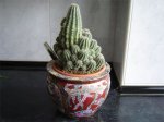 Trichocereus-huascha 1.jpg