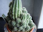 Trichocereus-huascha-2.jpg